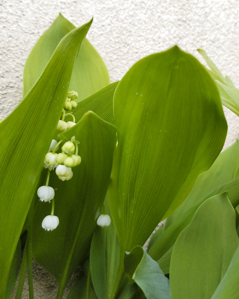 Lily of the valley Lily of the valley