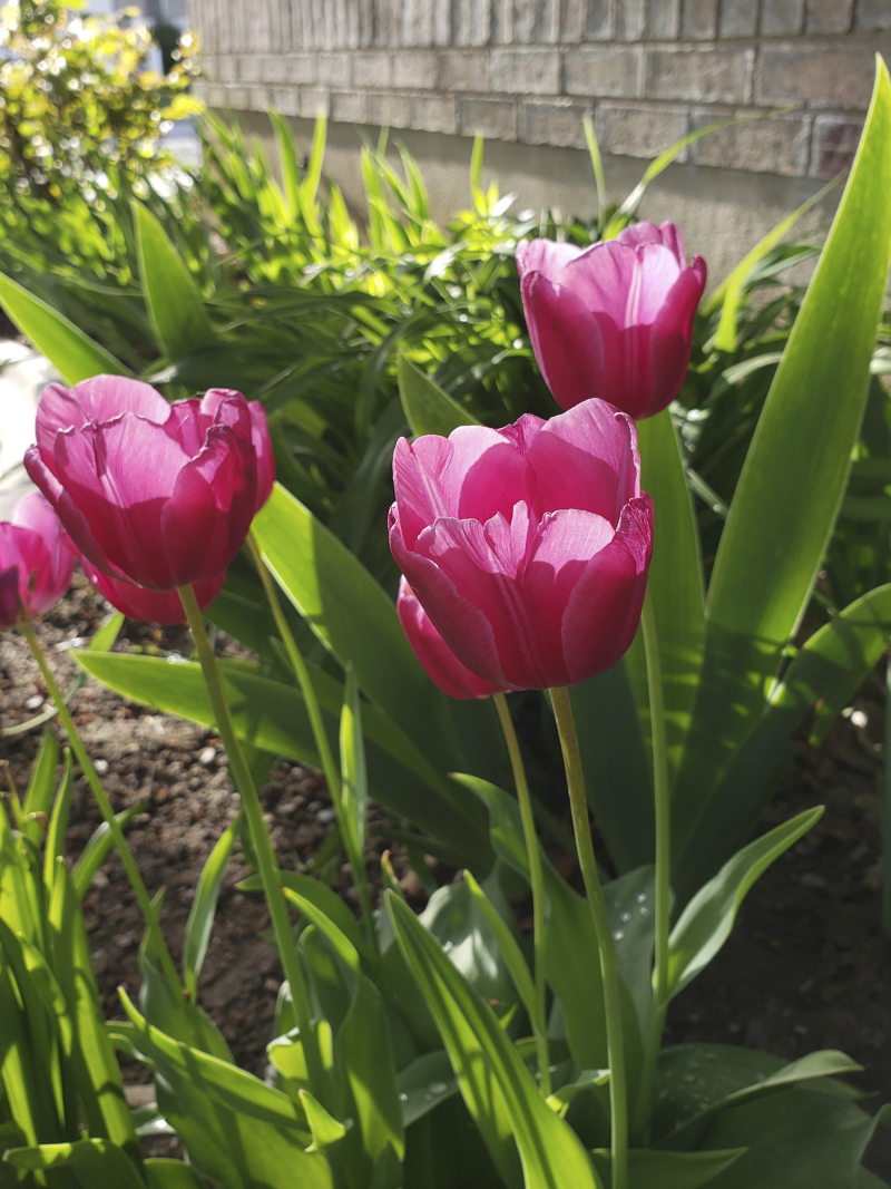 Witl 2019 beautiful tulips 6x8 Witl 2019 beautiful tulips 6x8