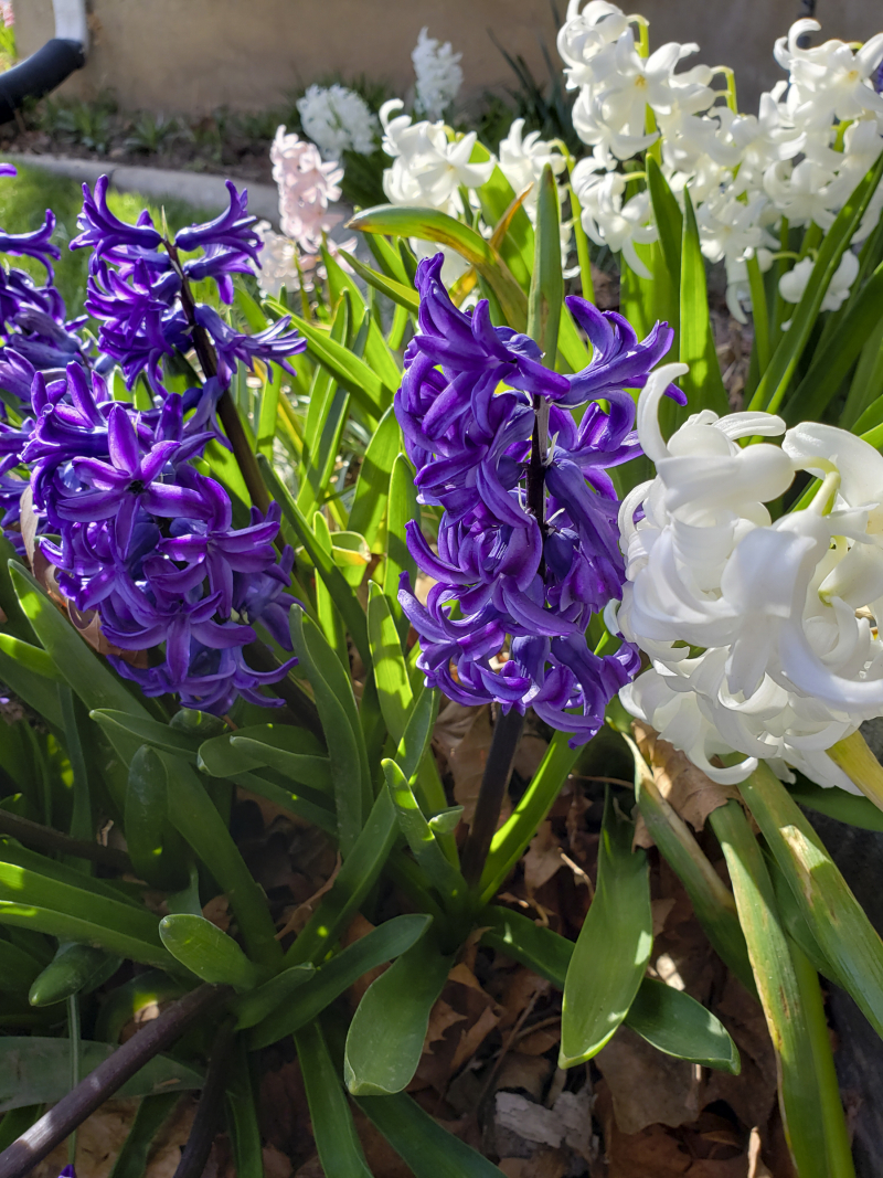 Spring hyacinths Spring hyacinths